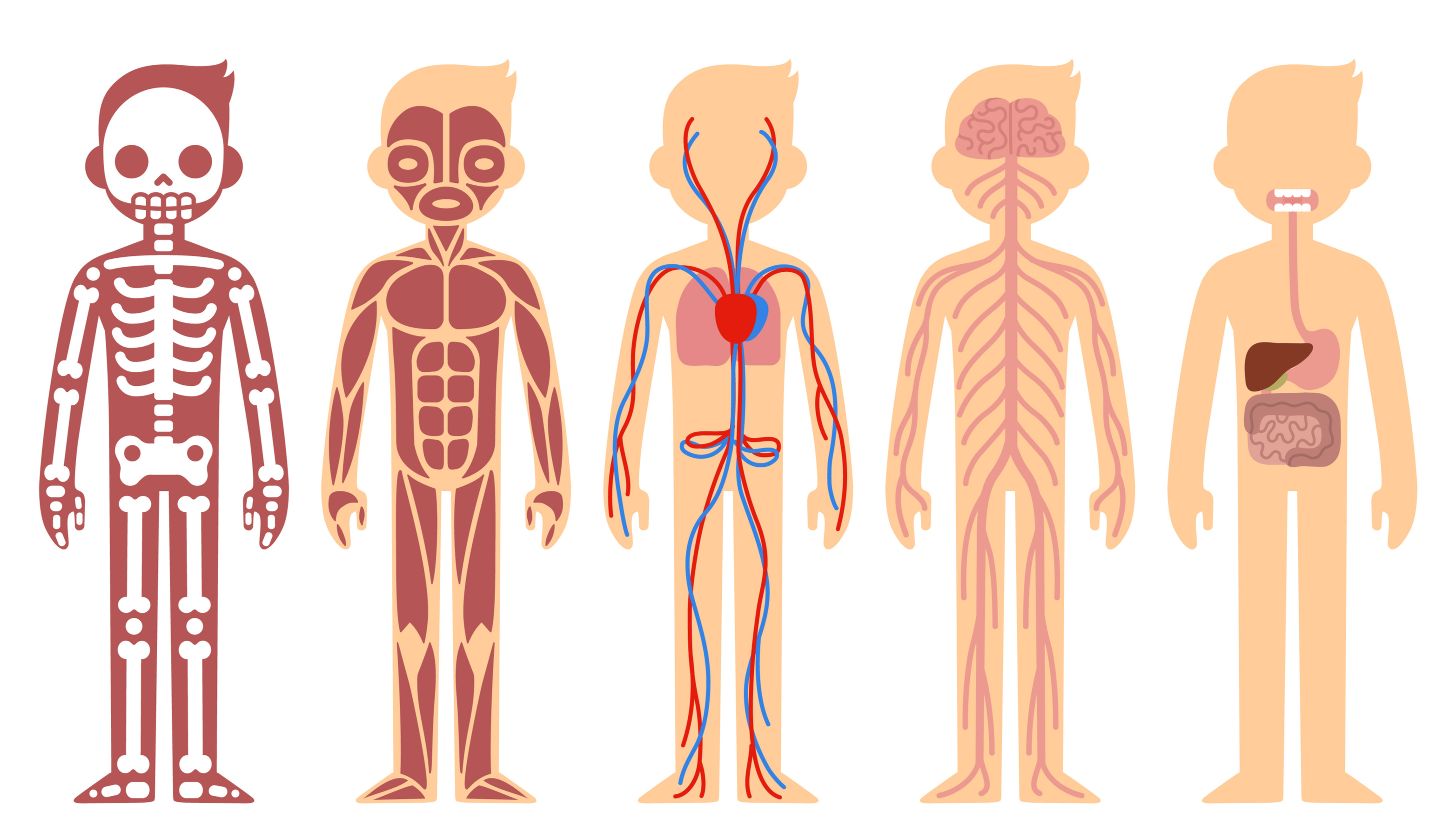 Человек под названием. Тело человека. Человеческое тело для детей. Анатомия человека для детей. Тело человека анатомия.